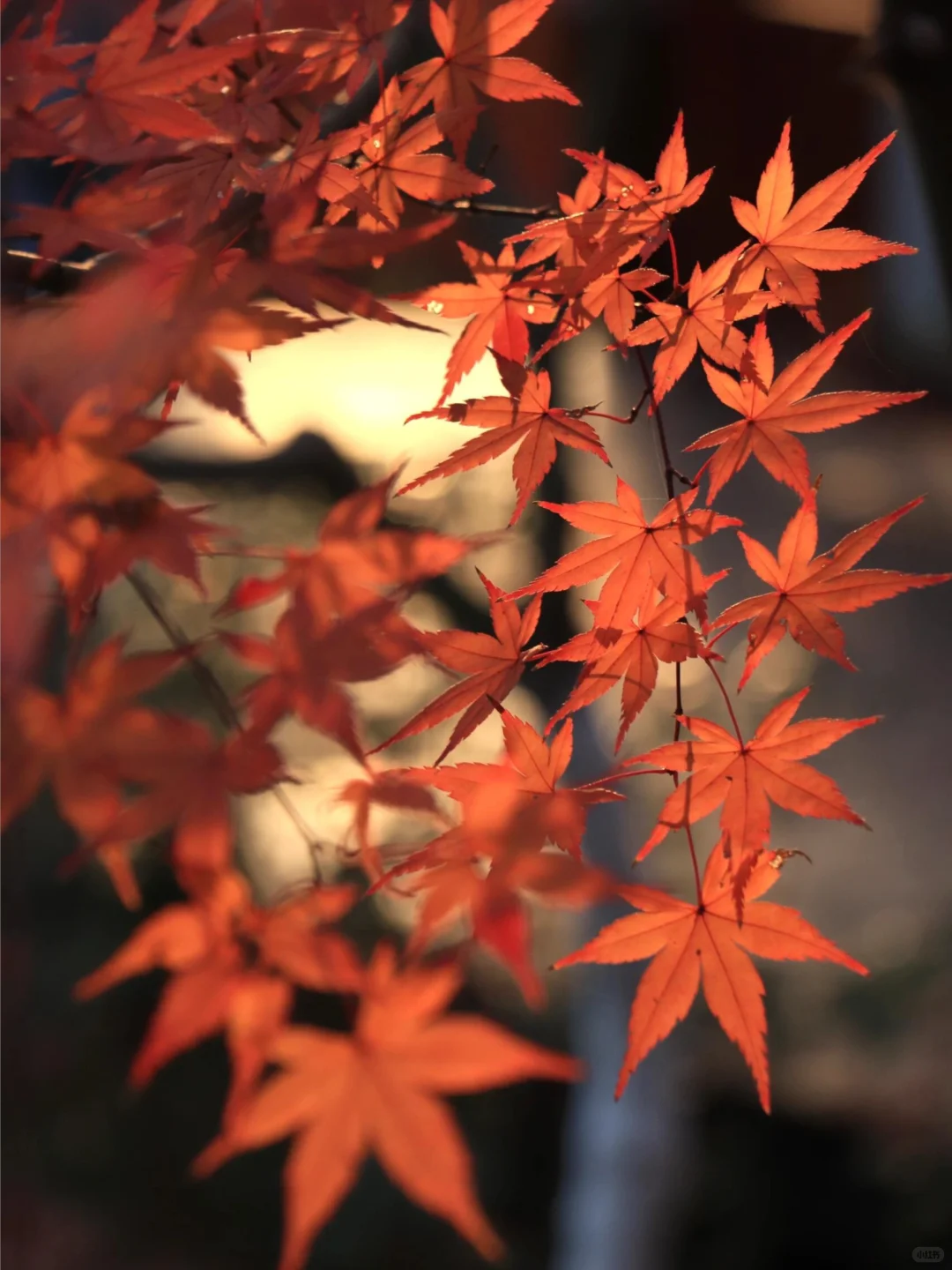 接下来南京栖霞山，将是国内赏秋天花板！