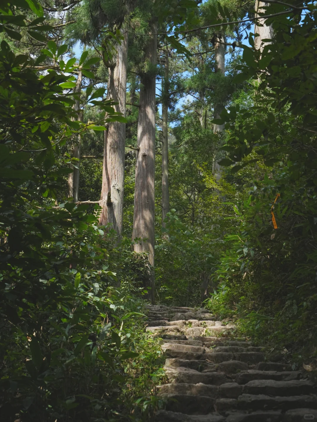 大树王国，拿下！