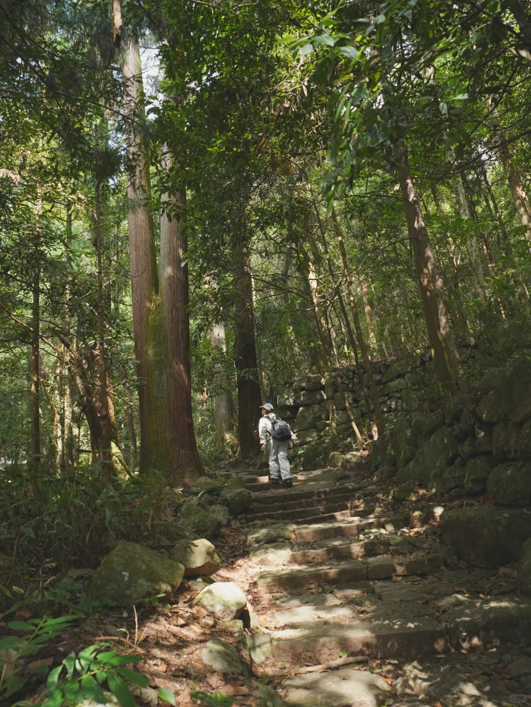 大树王国，拿下！