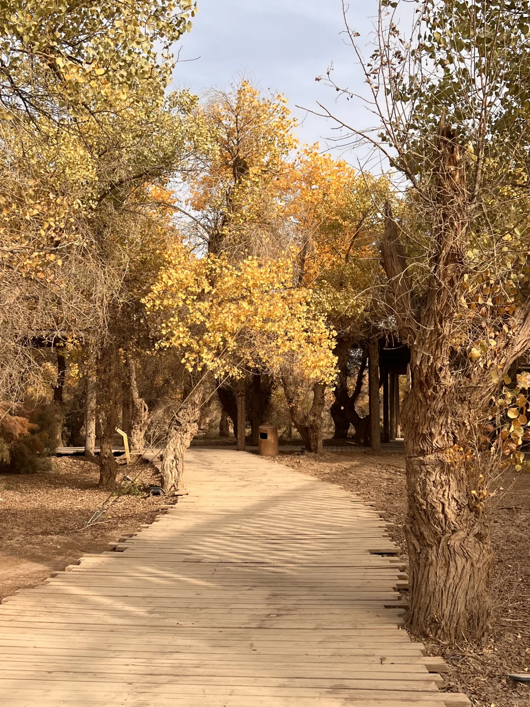 巴楚的红海景区胡杨林实拍live