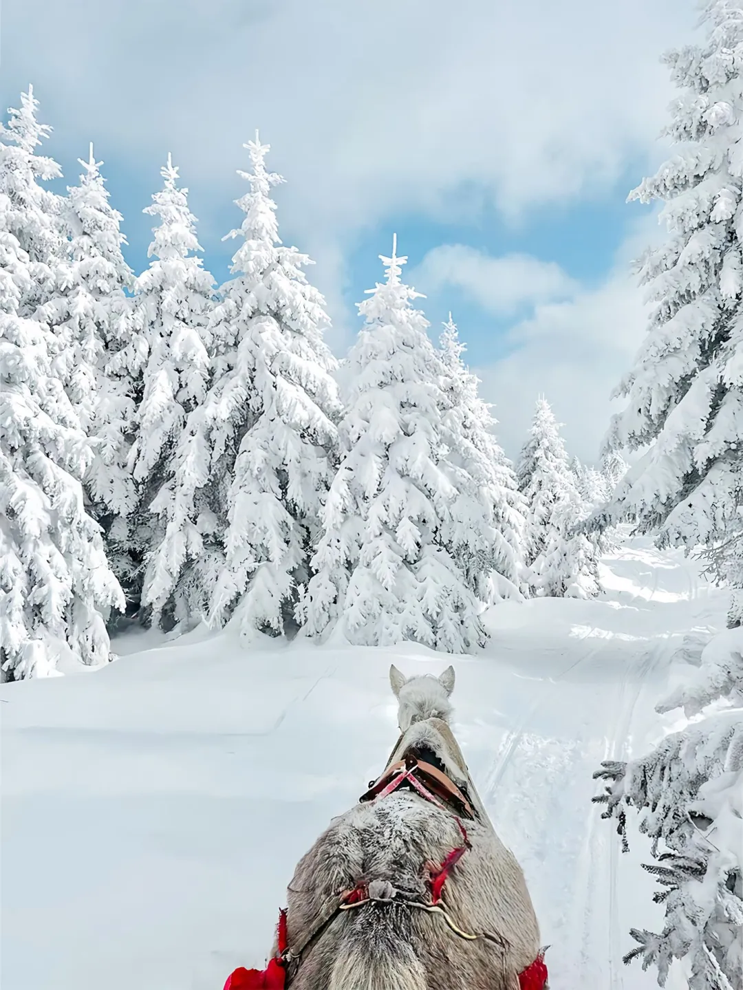 🌟哈尔滨雪乡旅游攻略❄️三天两晚景点路线