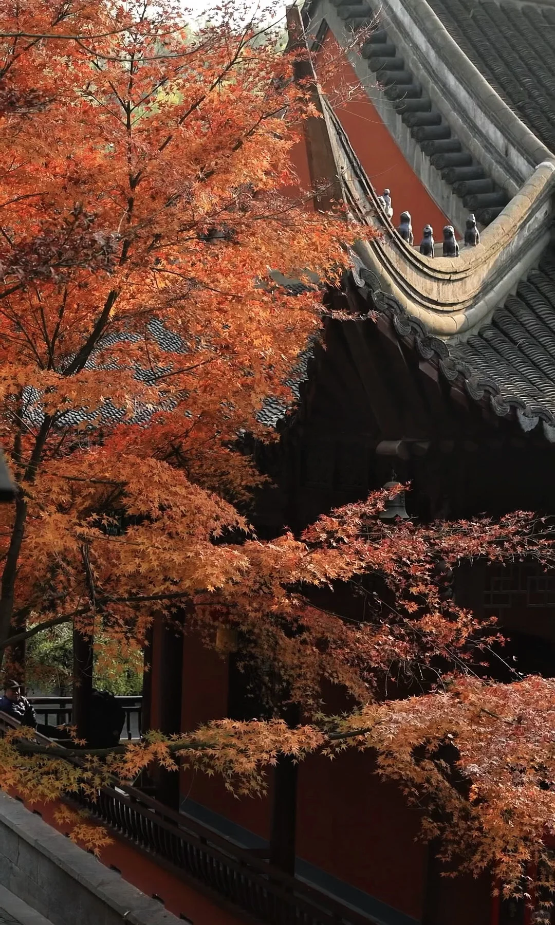 我夸南京一万遍，不及你来看一眼｜赏秋攻略❶