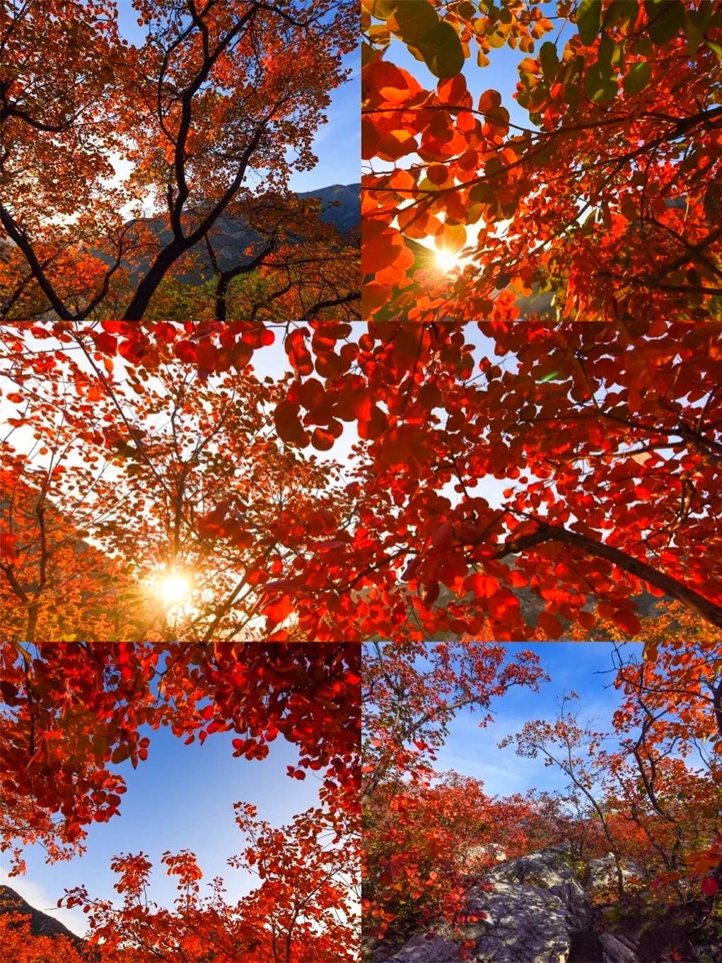 🍂坡峰岭红叶赏秋1日游 | 特价68元✨