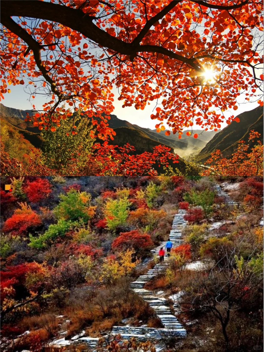 🍂坡峰岭红叶赏秋1日游 | 特价68元✨