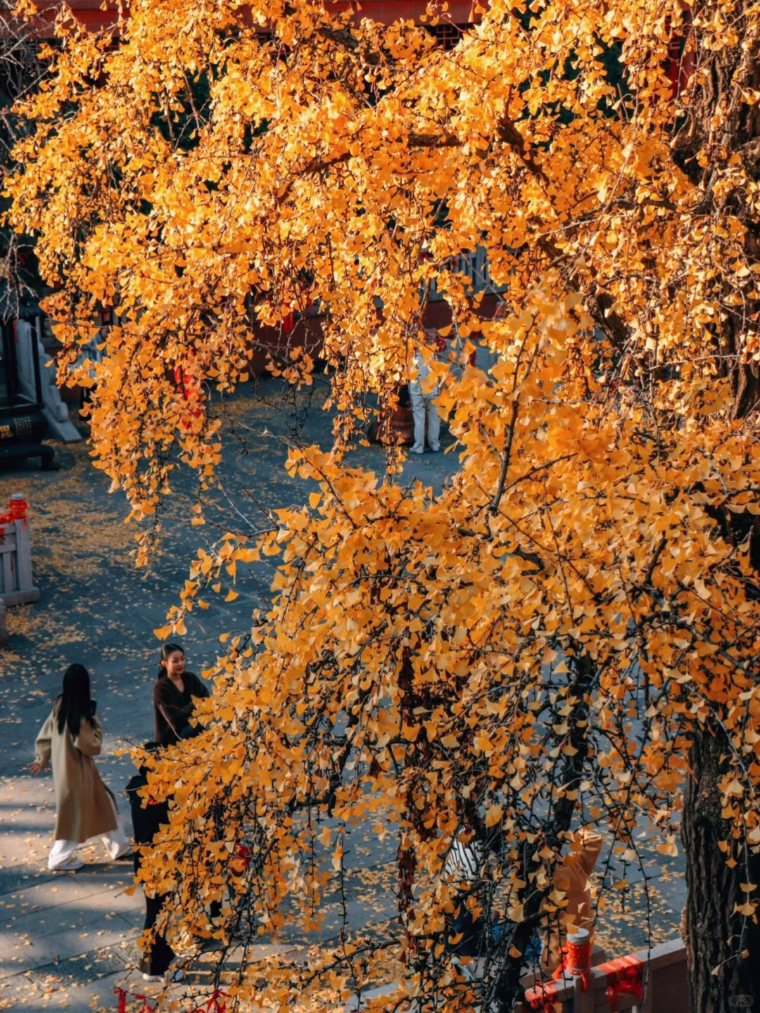 接下来南京栖霞山，将是国内赏秋天花板！
