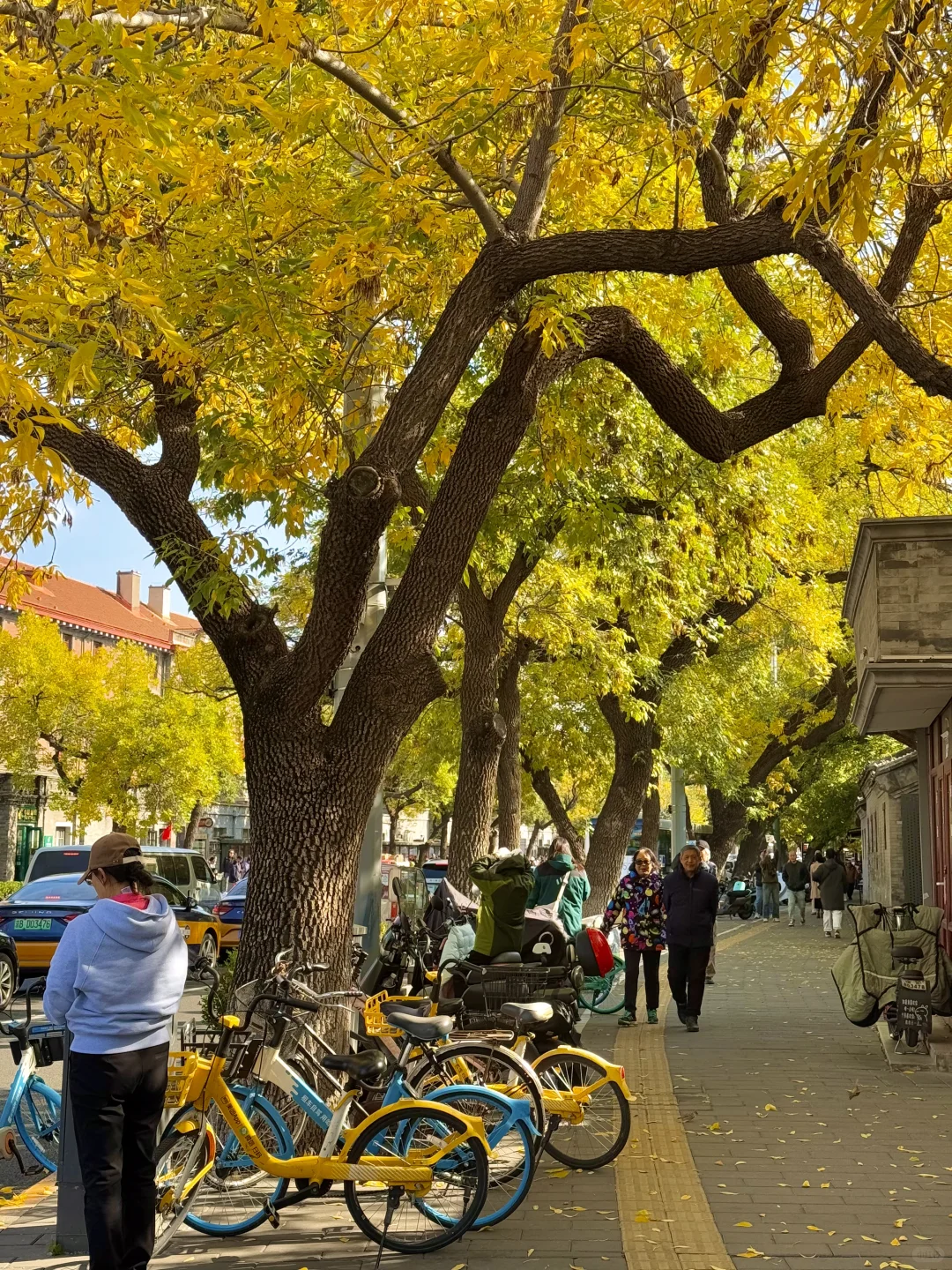 10.19实况🍂北京最新赏秋citywalk路线‼️