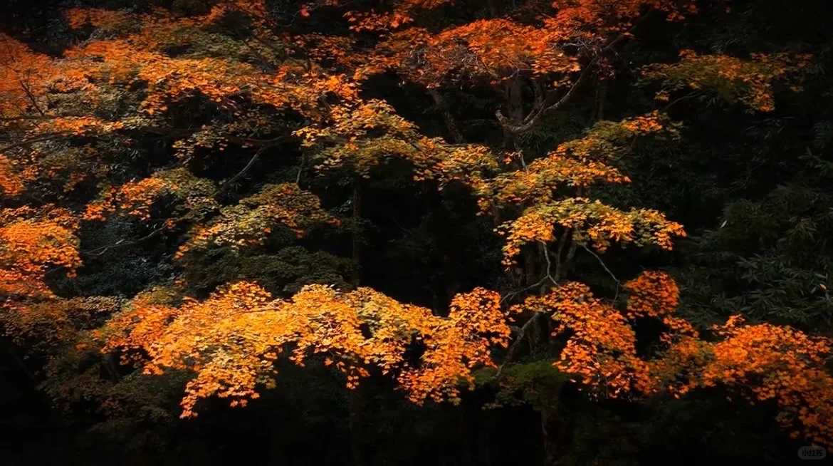 2025神农架赏秋最佳时间