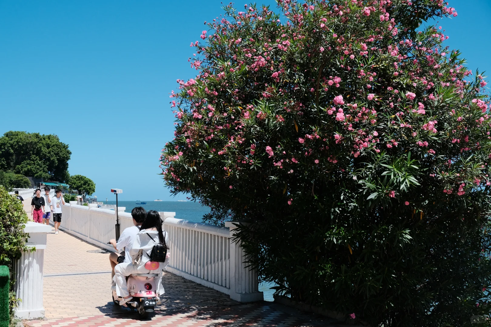 ✨厦门旅游攻略丨带你玩转文艺海滨之城✨