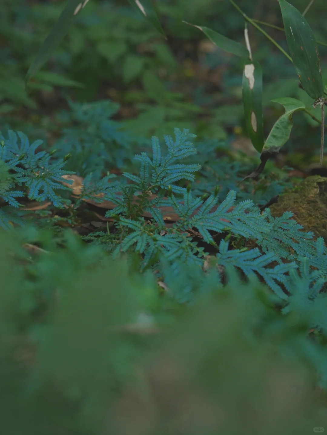 大树王国，拿下！