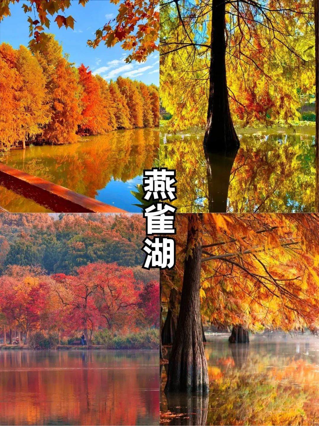 秋日金陵限定美景，错过再等一年！