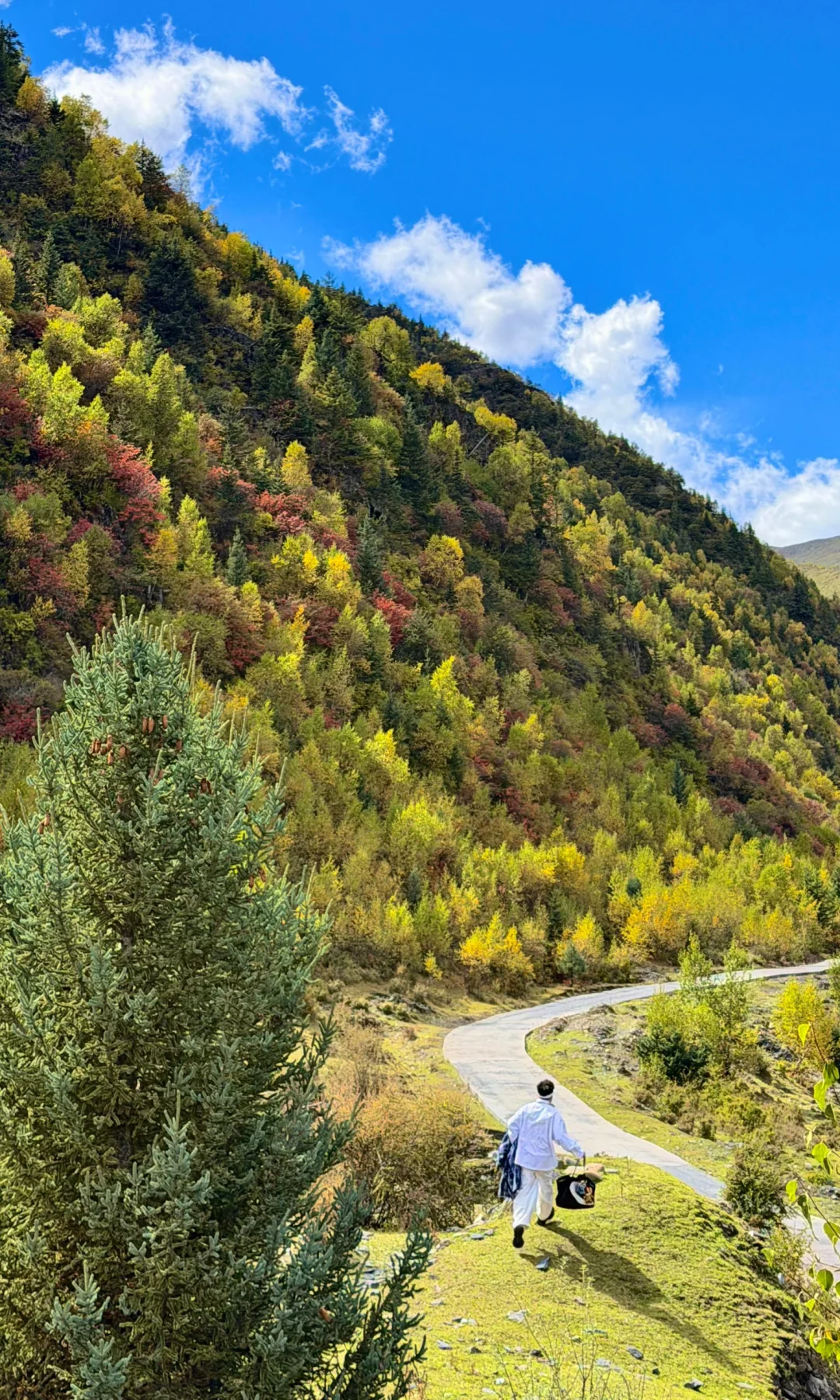 秋天川西第一天就这么美……后面该怎么办啊😭