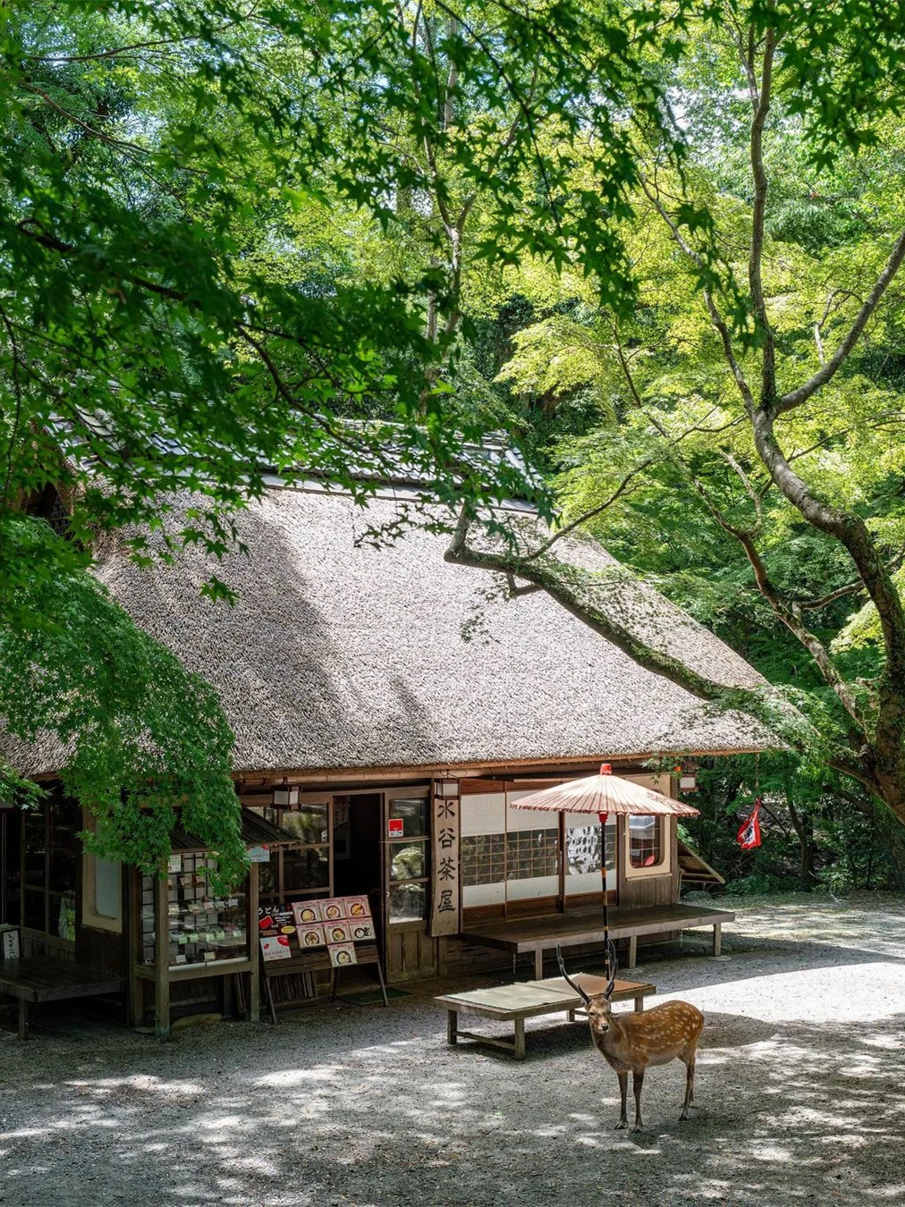京都奈良轻松一日游攻略！🚗接送不暴走❗