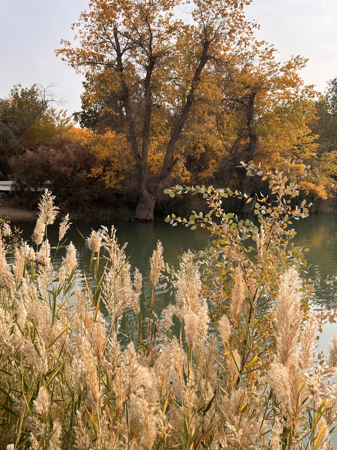 巴楚的红海景区胡杨林实拍live