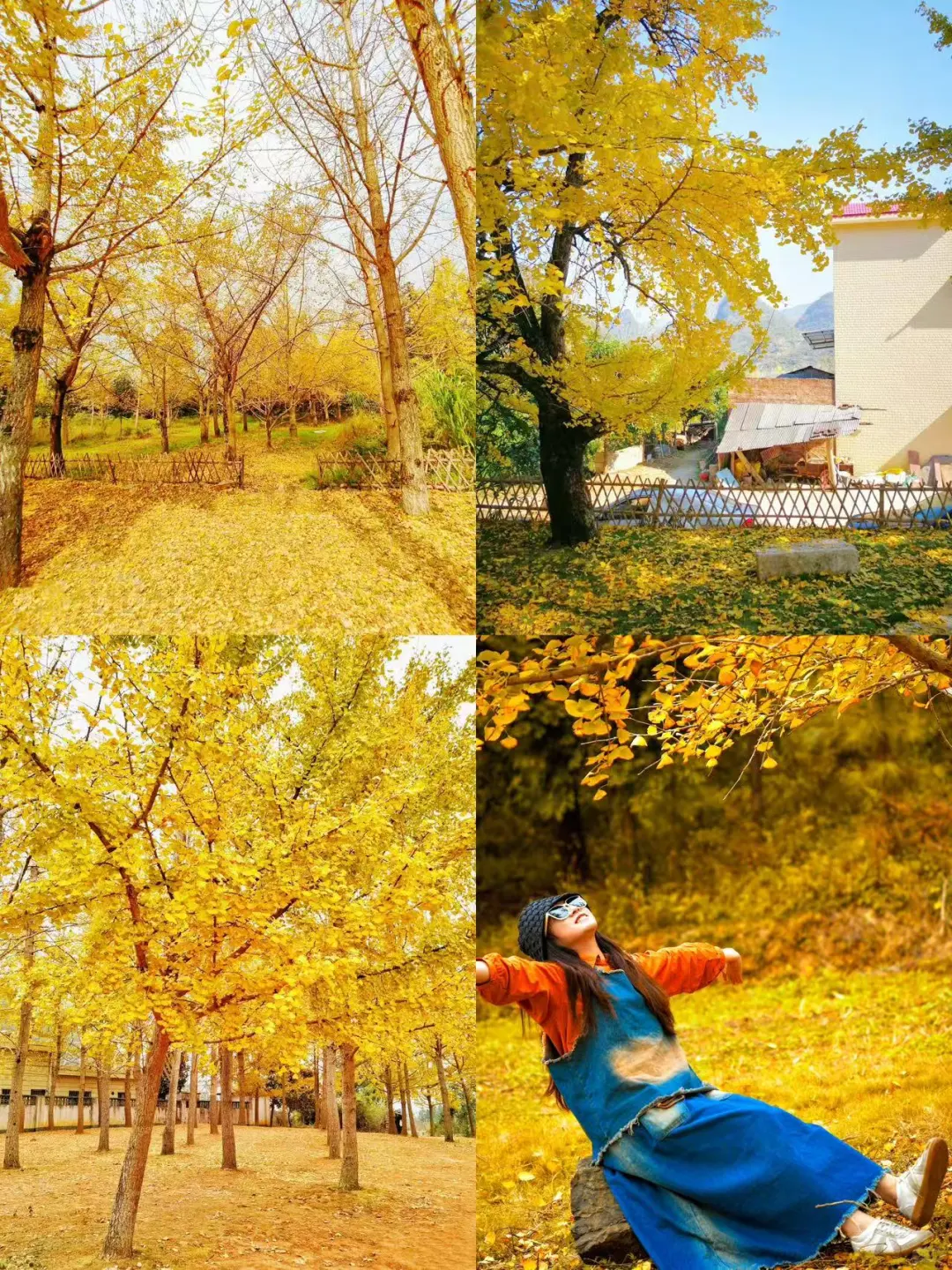 10月下旬迎来广西百万棵银杏蕞佳观赏期