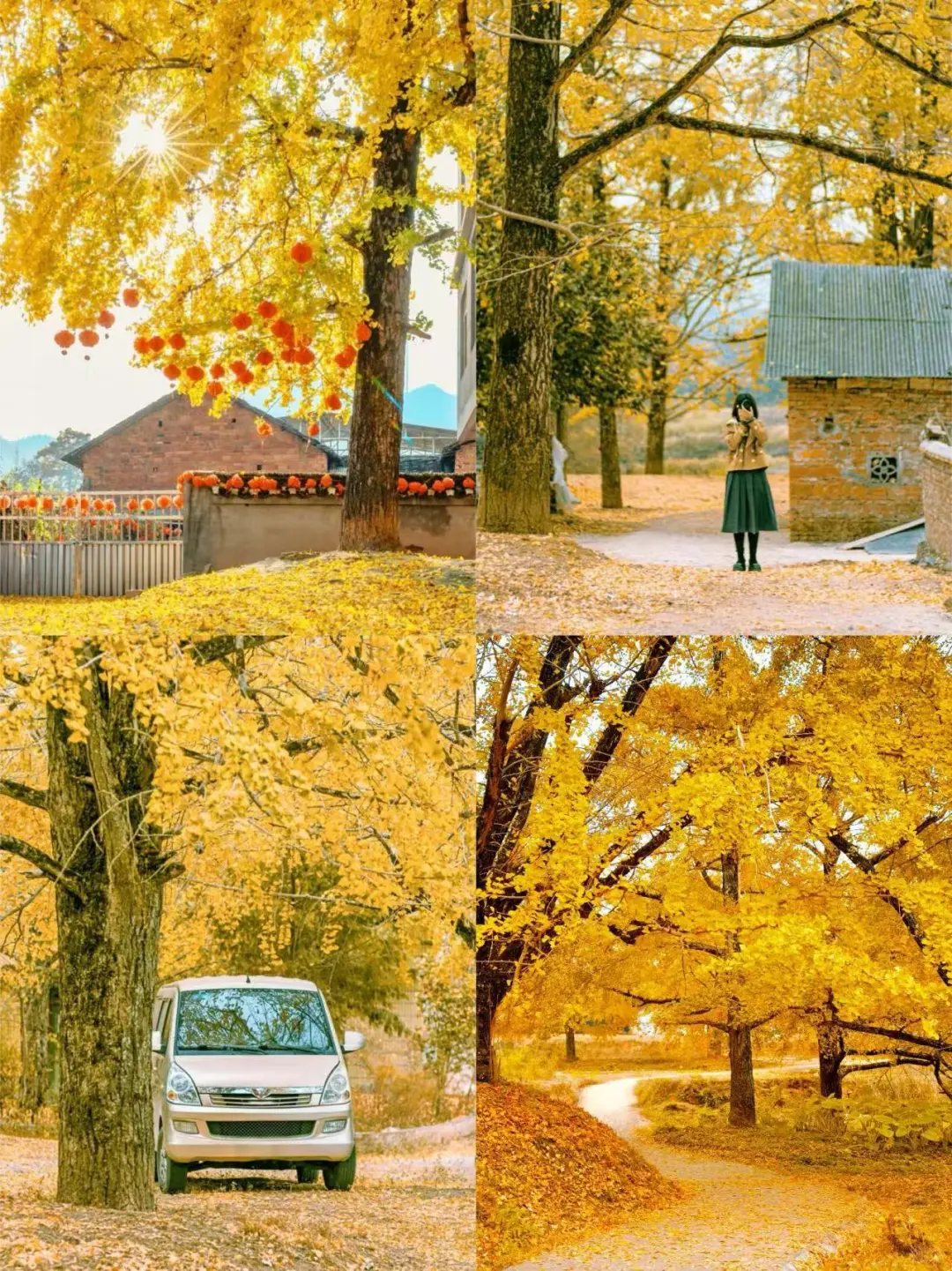 10月下旬迎来广西百万棵银杏蕞佳观赏期