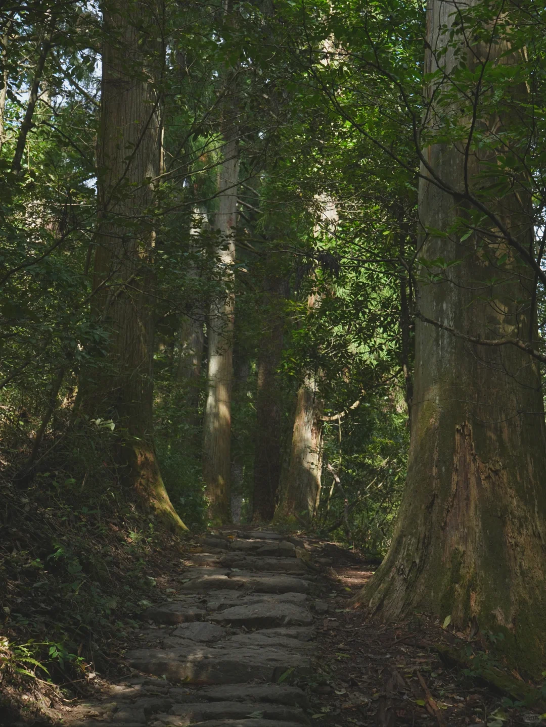 大树王国，拿下！