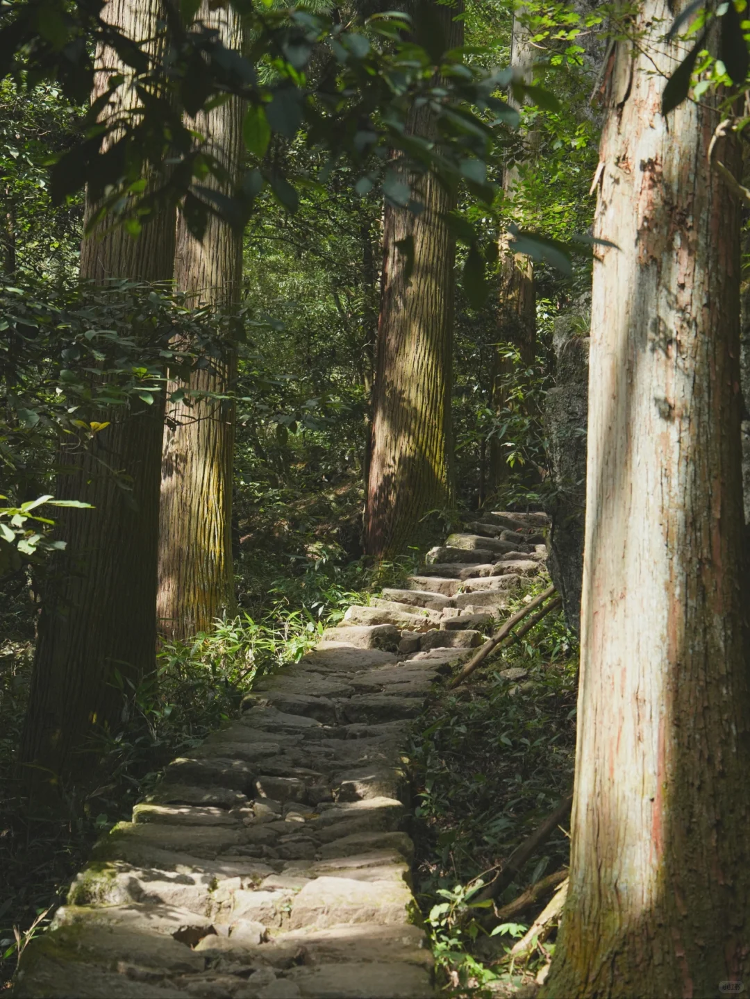 大树王国，拿下！