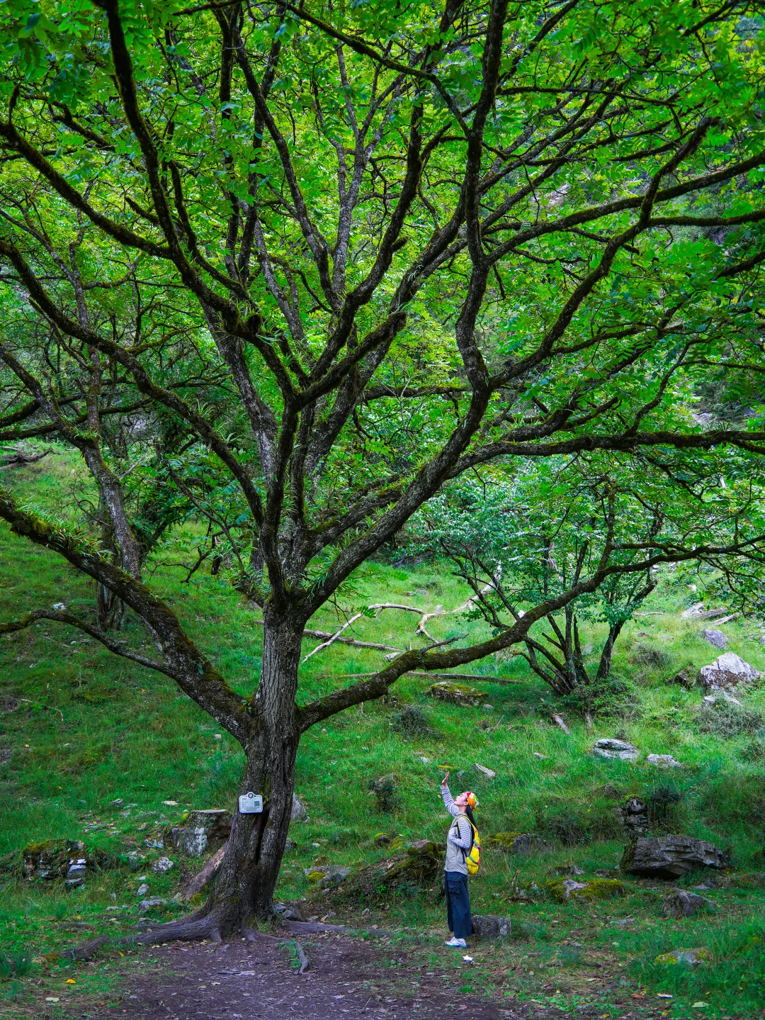 为了这18张图，我特意来了趟喇叭河！附机位