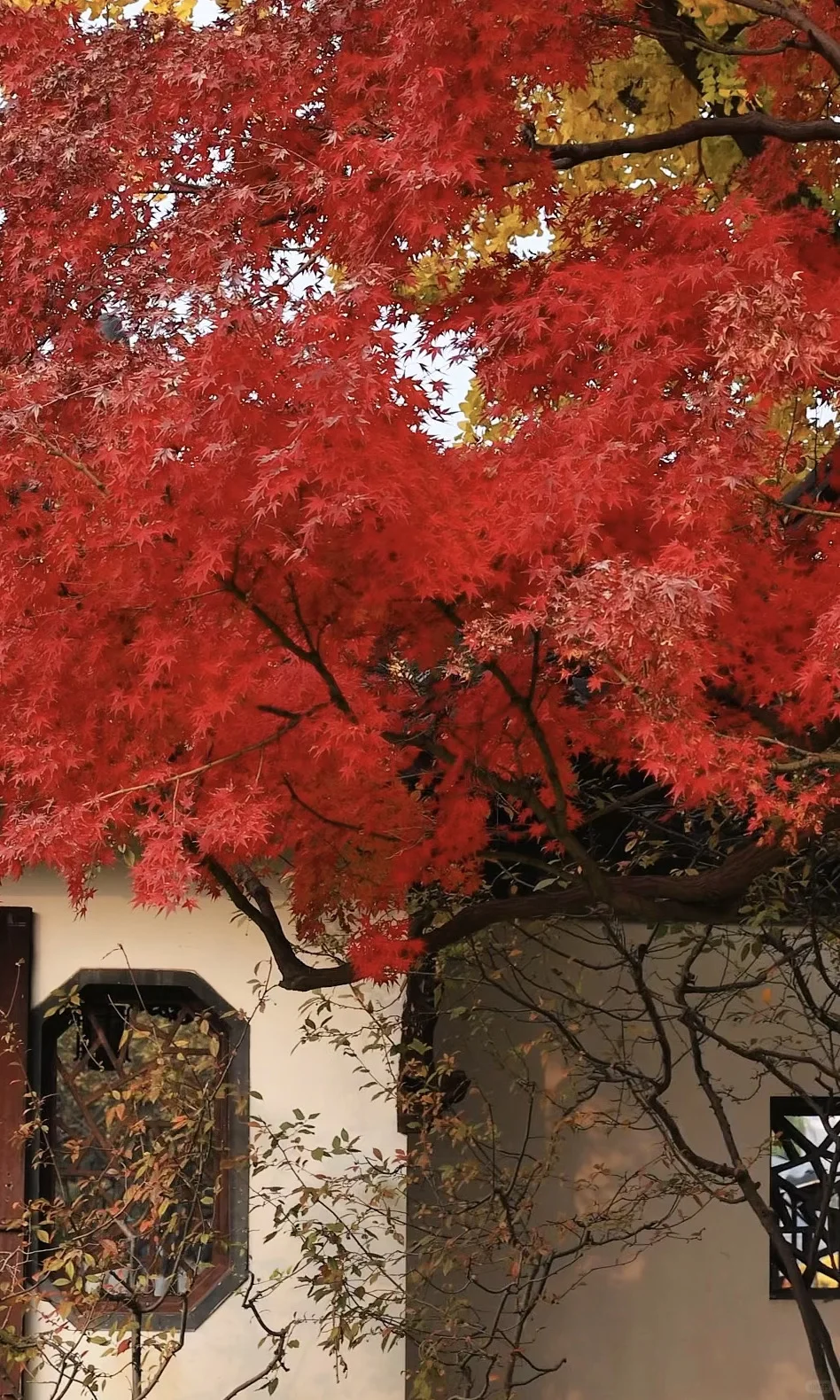 我夸南京一万遍，不及你来看一眼｜赏秋攻略❶