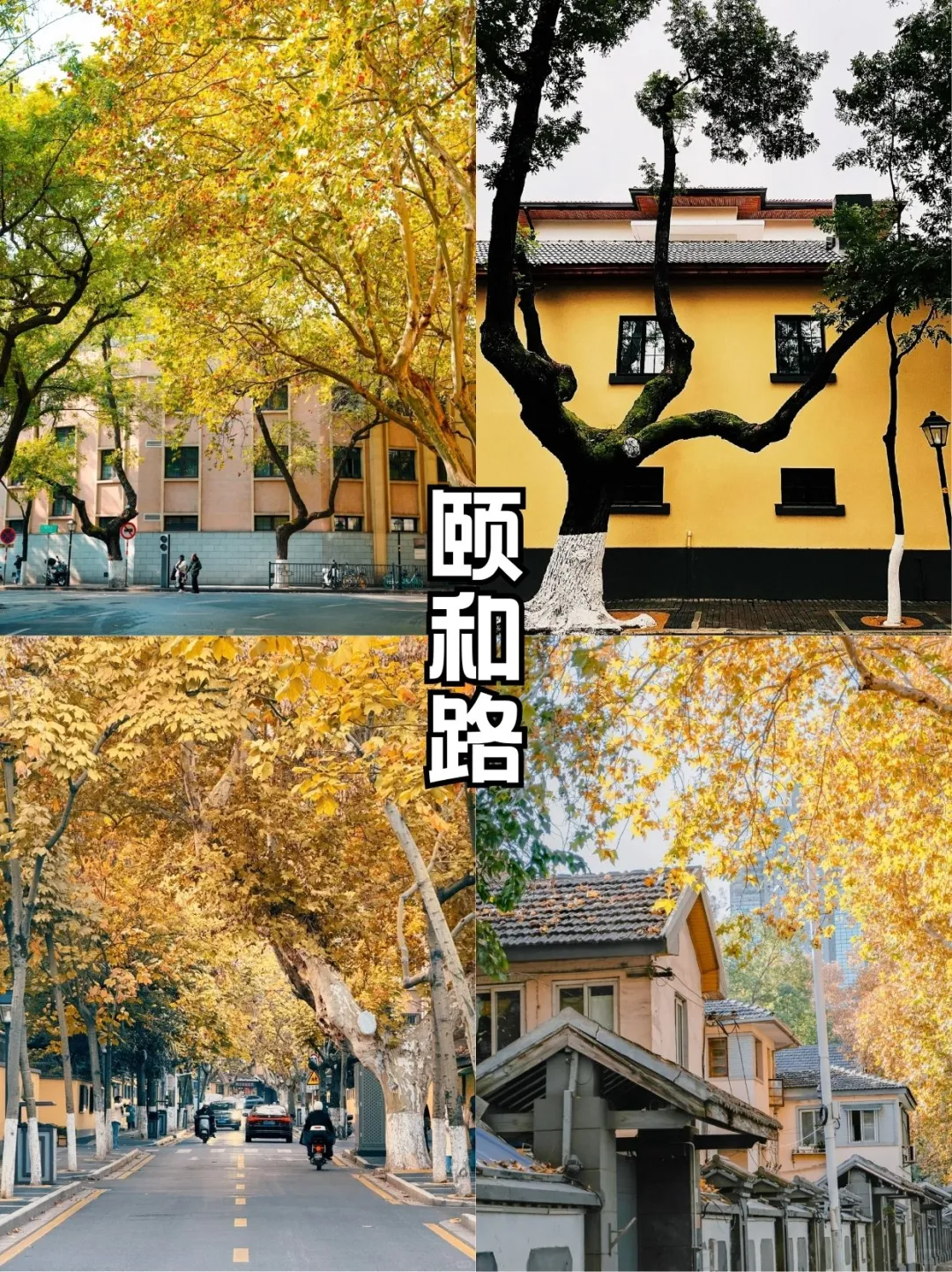 秋日金陵限定美景，错过再等一年！