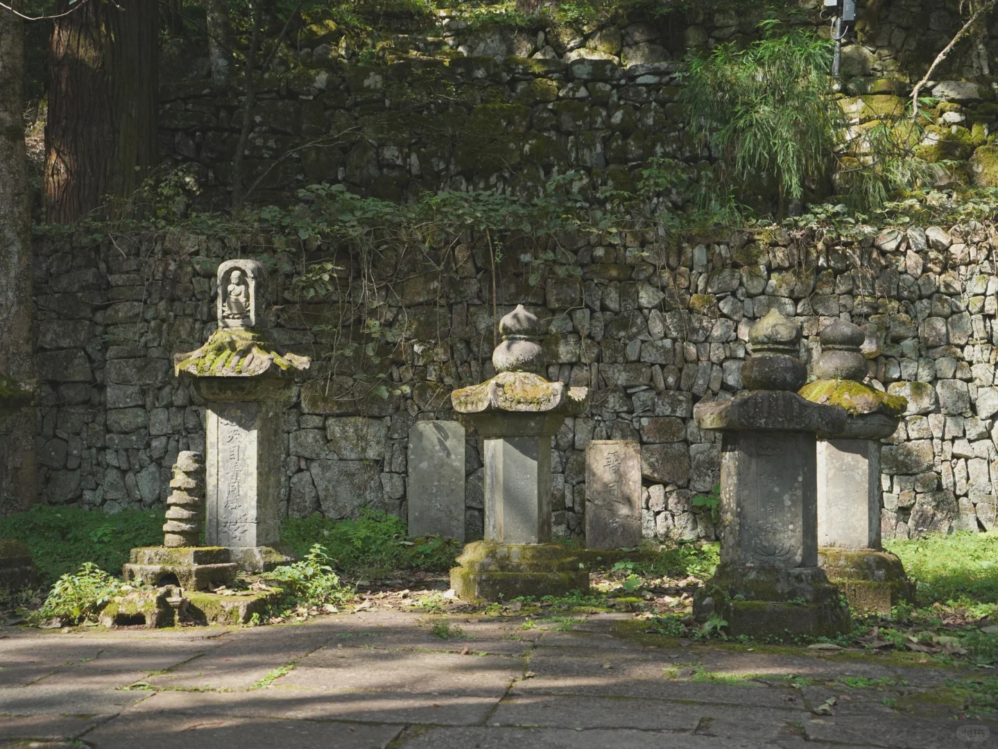 大树王国，拿下！