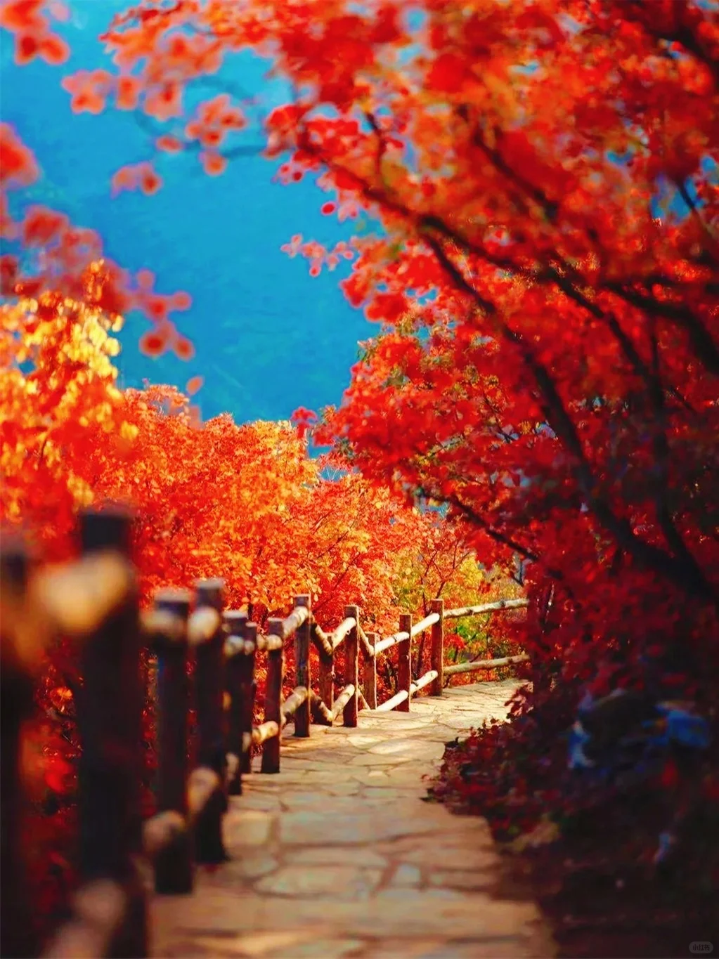 🍂坡峰岭红叶赏秋1日游 | 特价68元✨