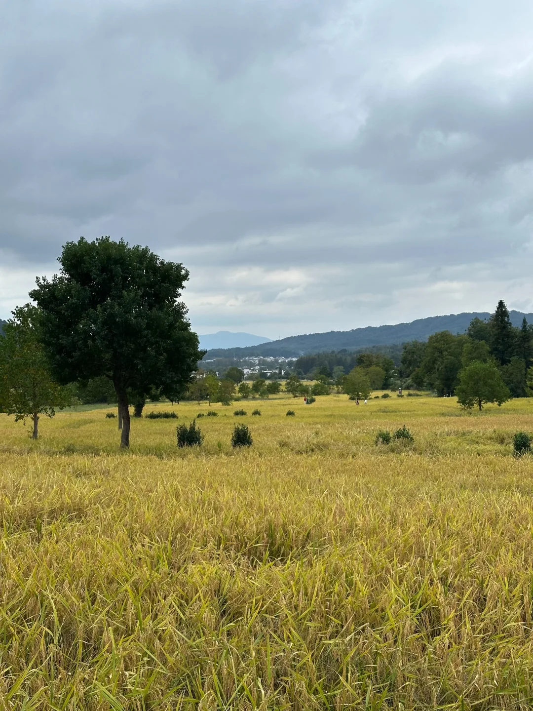 报告：宏村景区群秋意进度0.5% 20251021