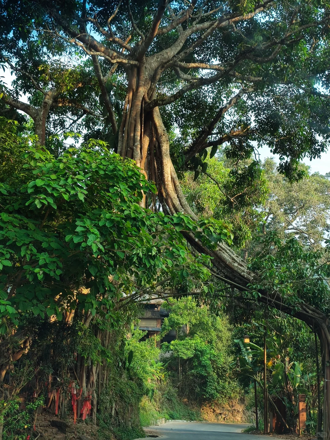 🌏国庆云南反向7日游❗昆明→弥勒→普洱🔥