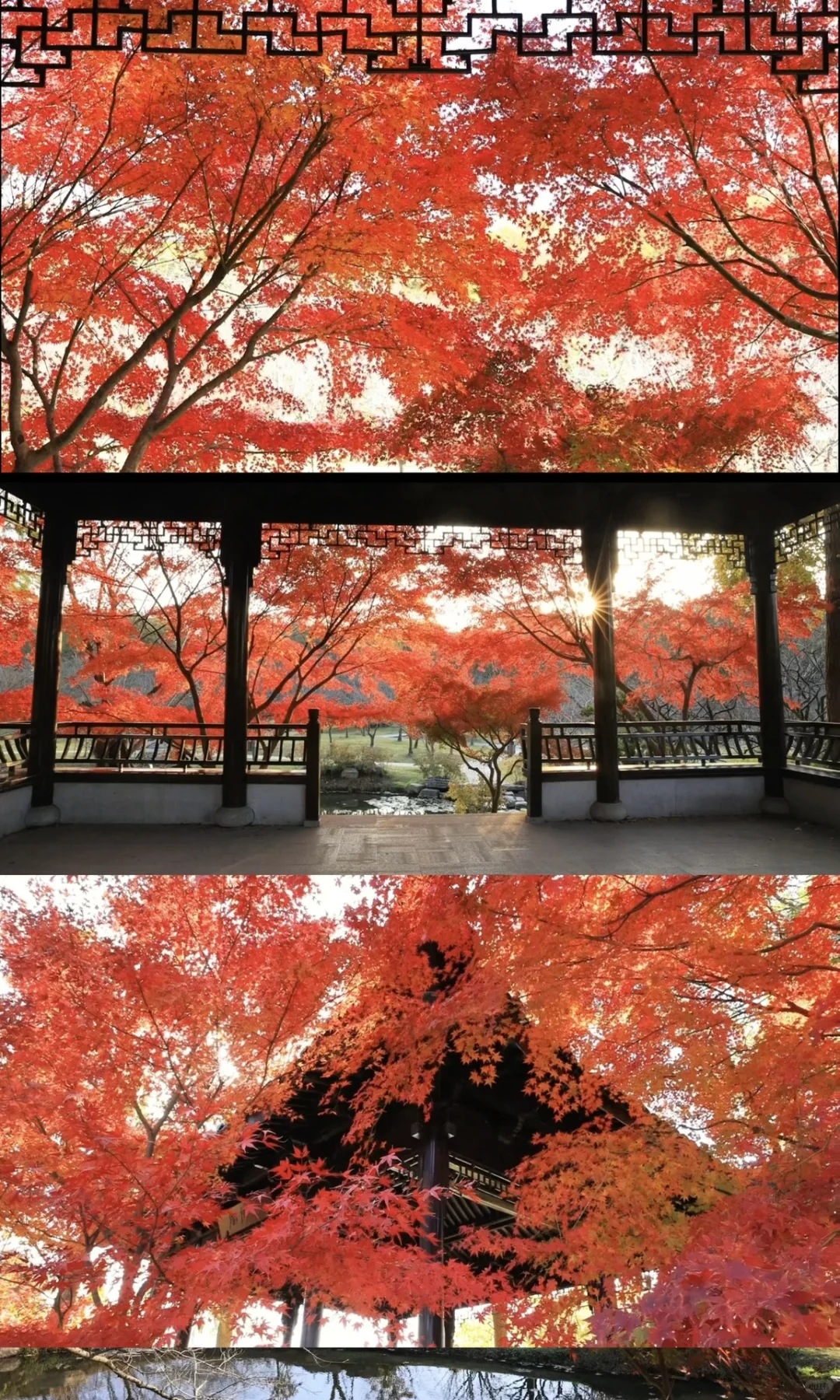 我夸南京一万遍，不及你来看一眼｜赏秋攻略❶