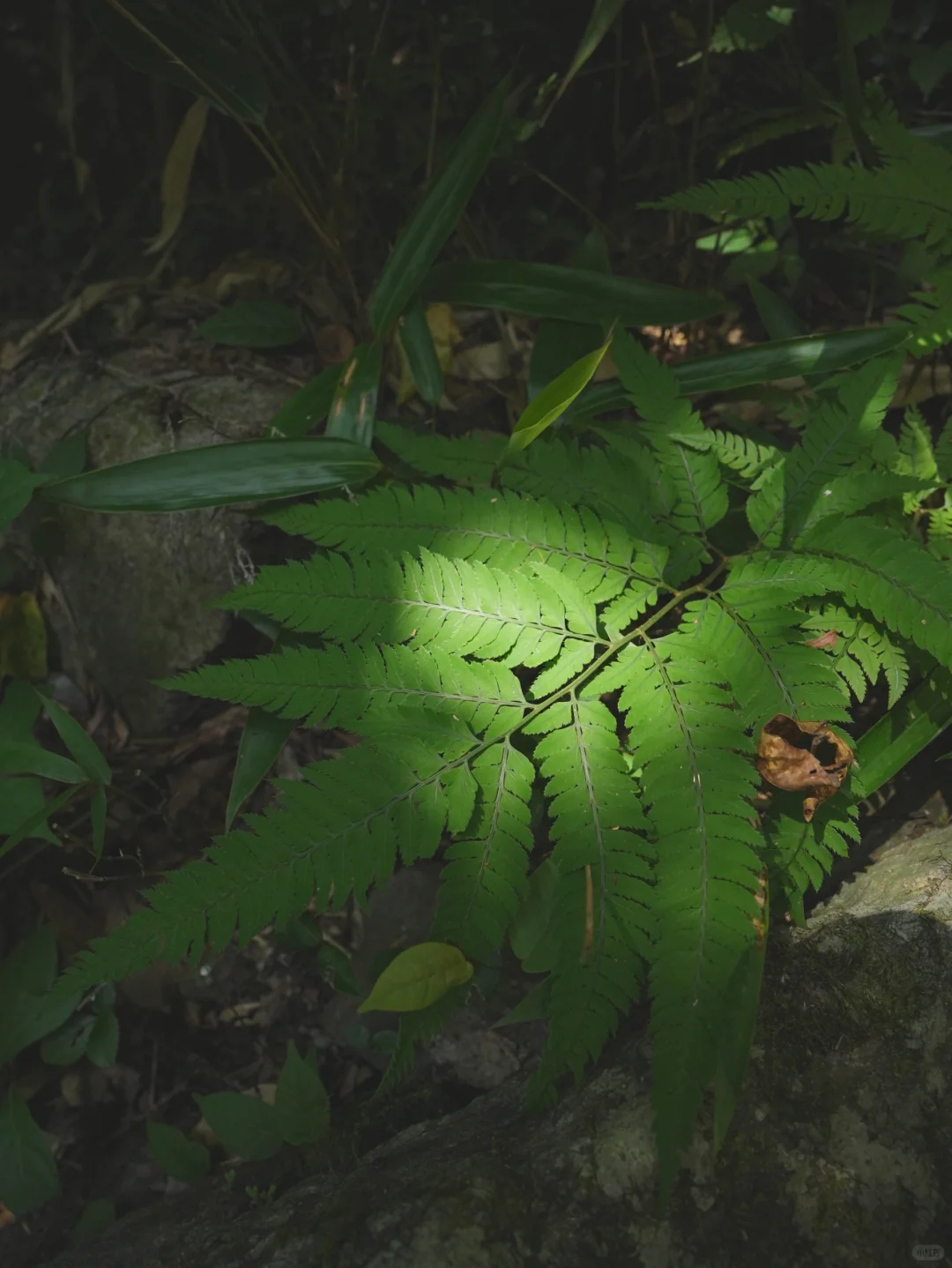 大树王国，拿下！