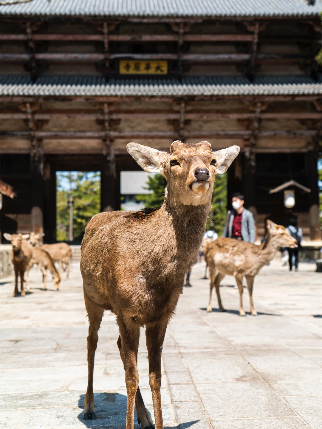 京都奈良轻松一日游攻略！🚗接送不暴走❗