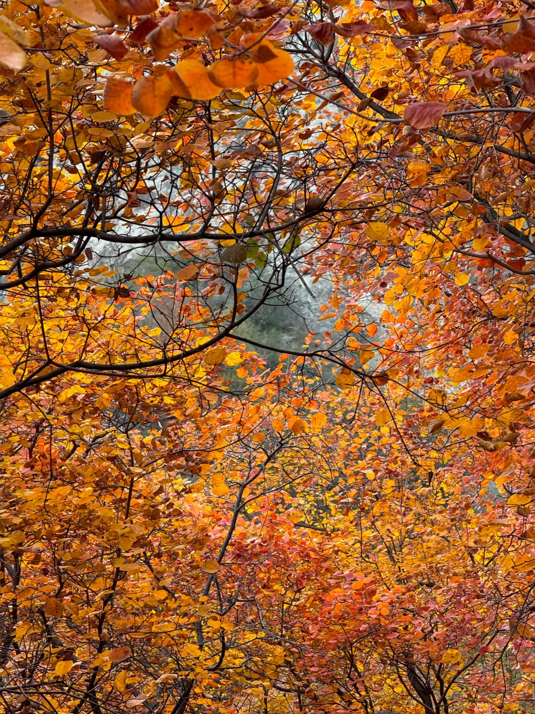 邯郸周边｜赏秋好去处，红叶满山🍁