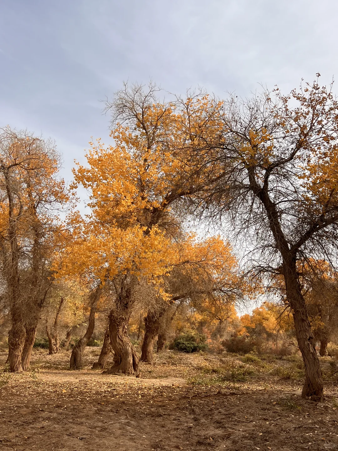 巴楚的红海景区胡杨林实拍live