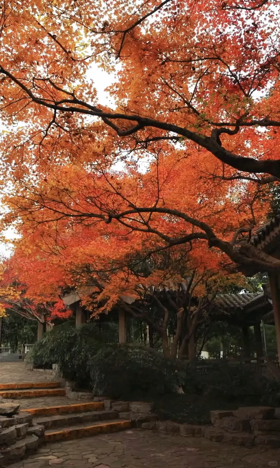 我夸南京一万遍，不及你来看一眼｜赏秋攻略❶