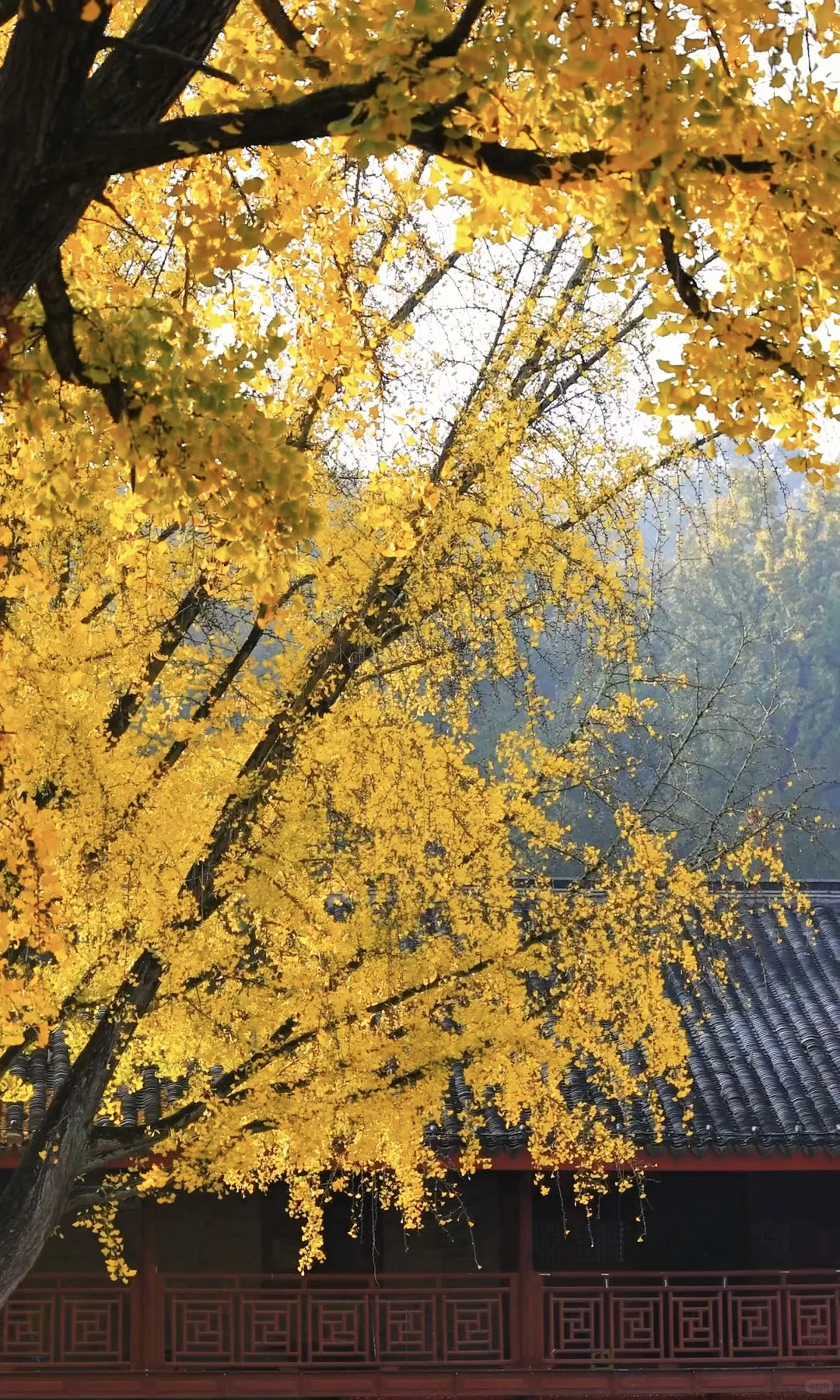 我夸南京一万遍，不及你来看一眼｜赏秋攻略❶