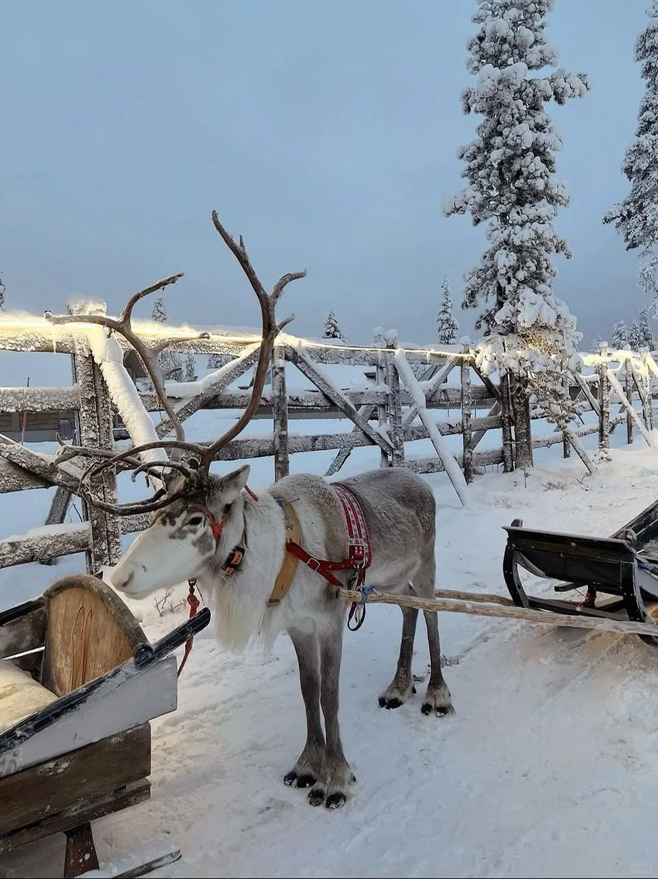 冬季北欧三国极光攻略｜芬兰→挪威→冰岛