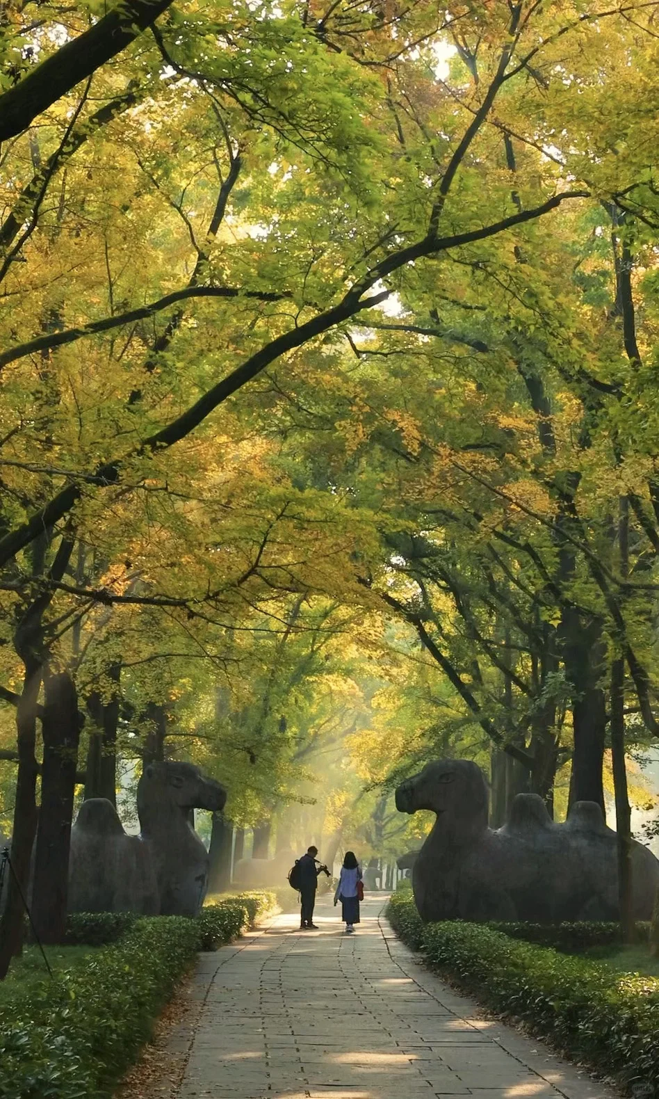 我夸南京一万遍，不及你来看一眼｜赏秋攻略❶