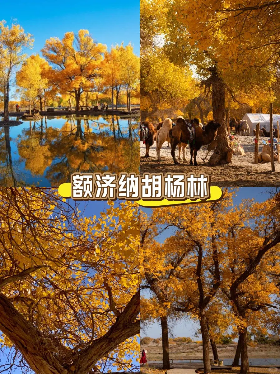 🍂内蒙古9大封神赏秋地！错过等一年