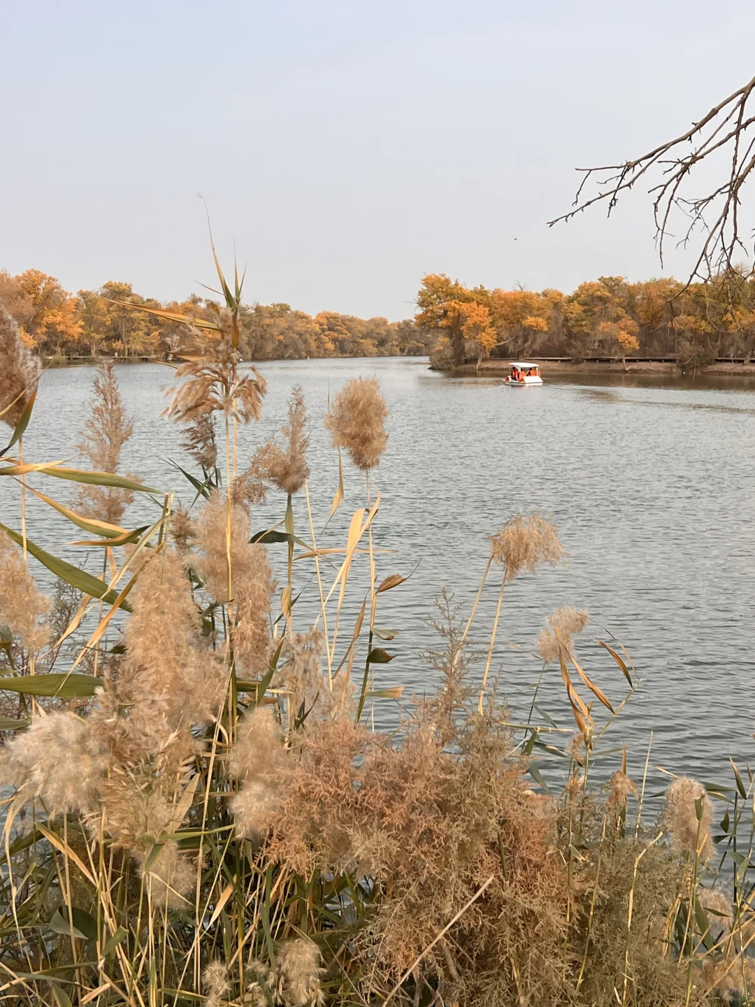 巴楚的红海景区胡杨林实拍live