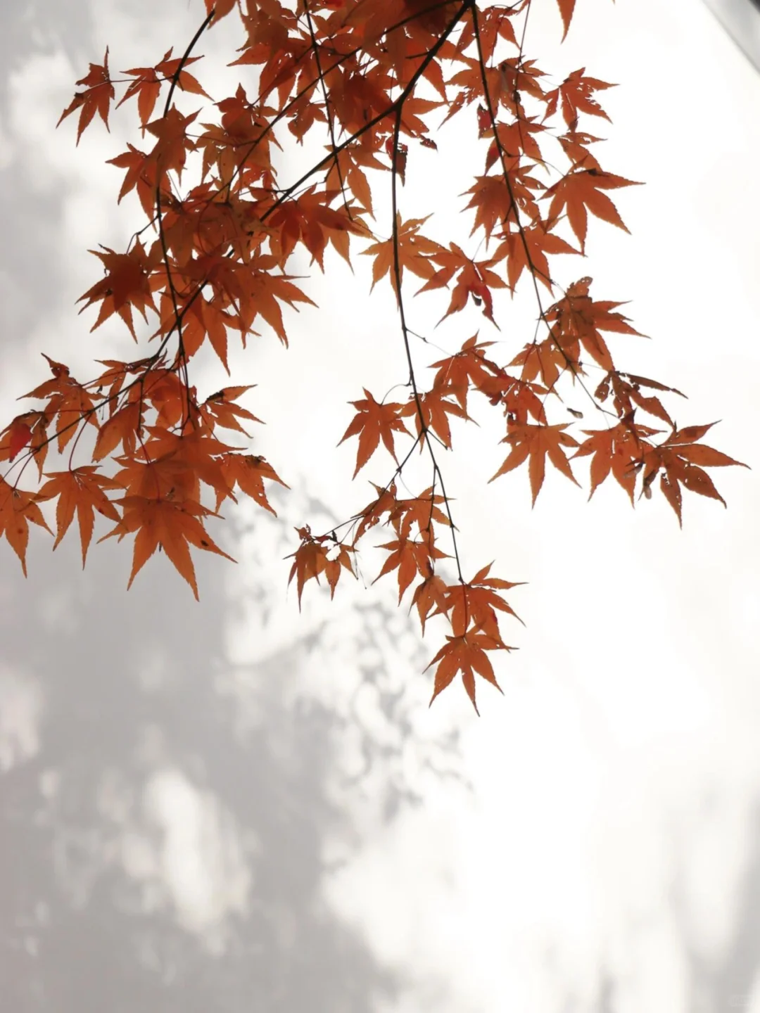 接下来南京栖霞山，将是国内赏秋天花板！