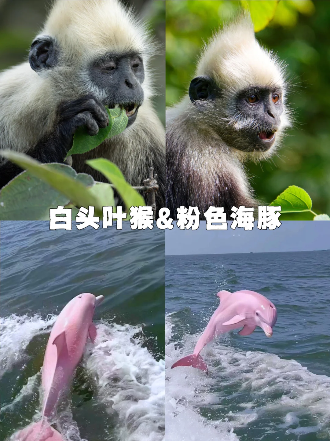 被问爆的崇左5天4晚，定制游太适合懒人啦❗