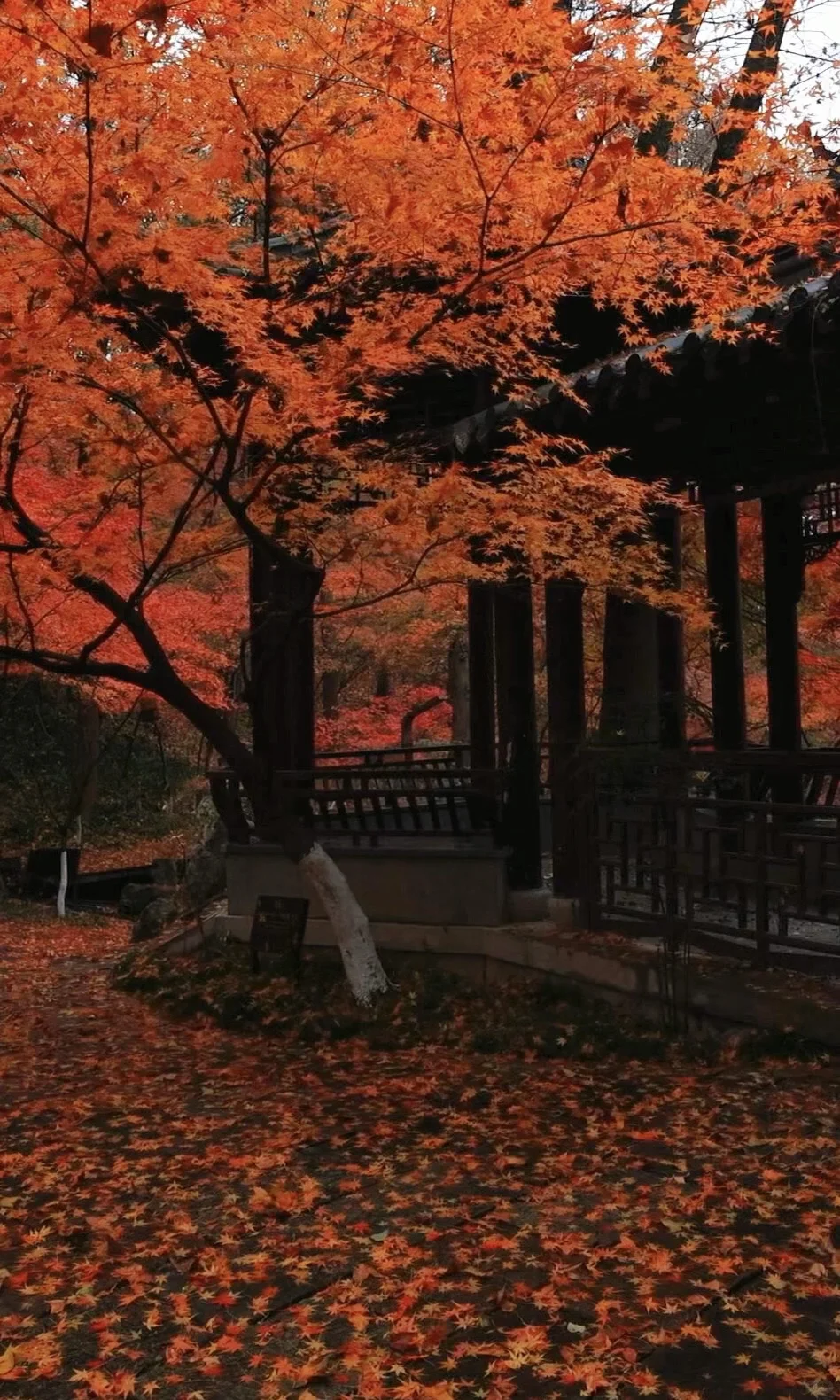 我夸南京一万遍，不及你来看一眼｜赏秋攻略❶