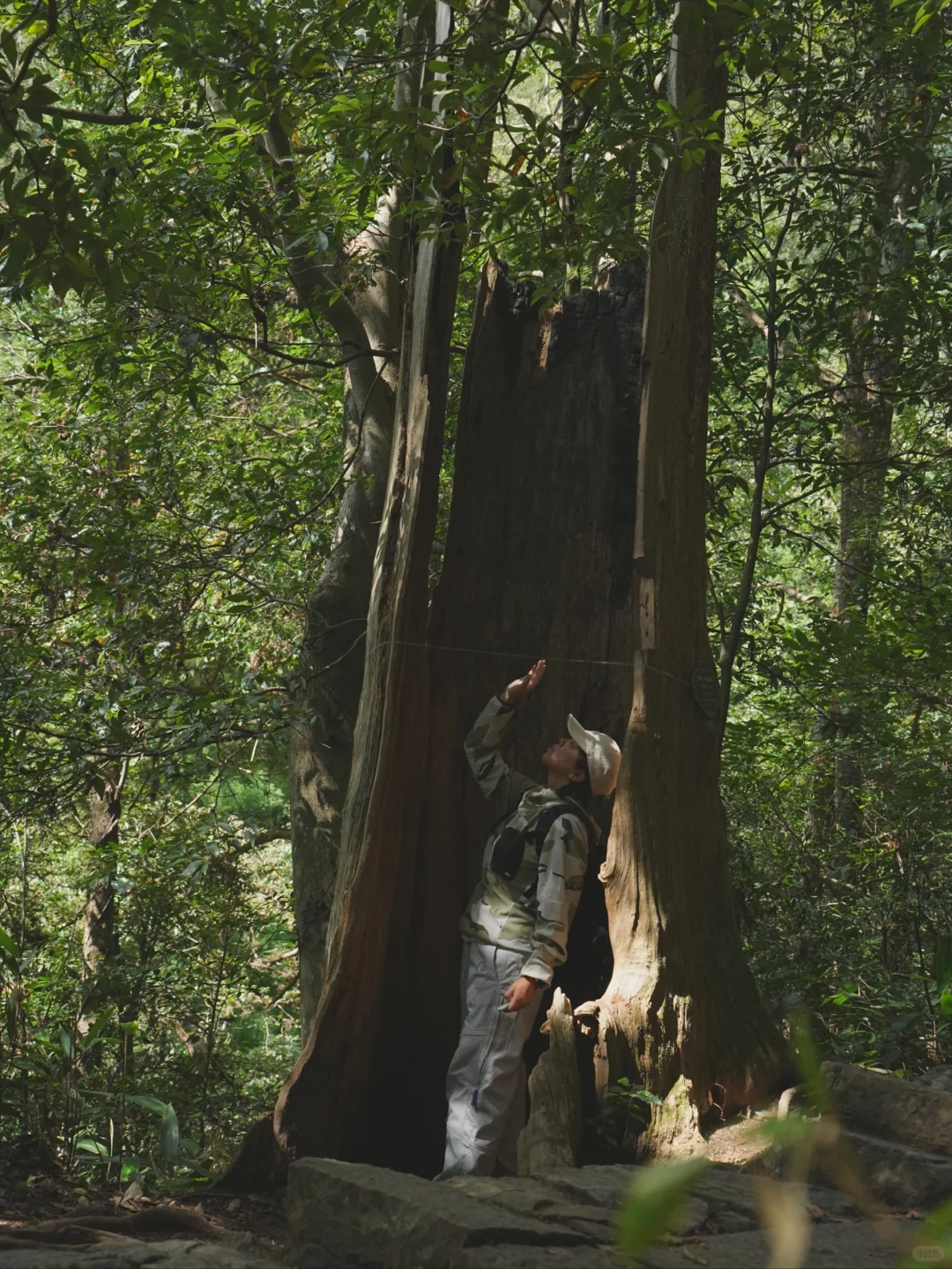 大树王国，拿下！