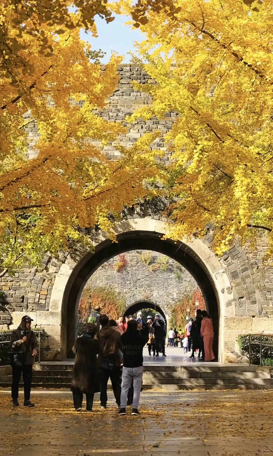 我夸南京一万遍，不及你来看一眼｜赏秋攻略❶