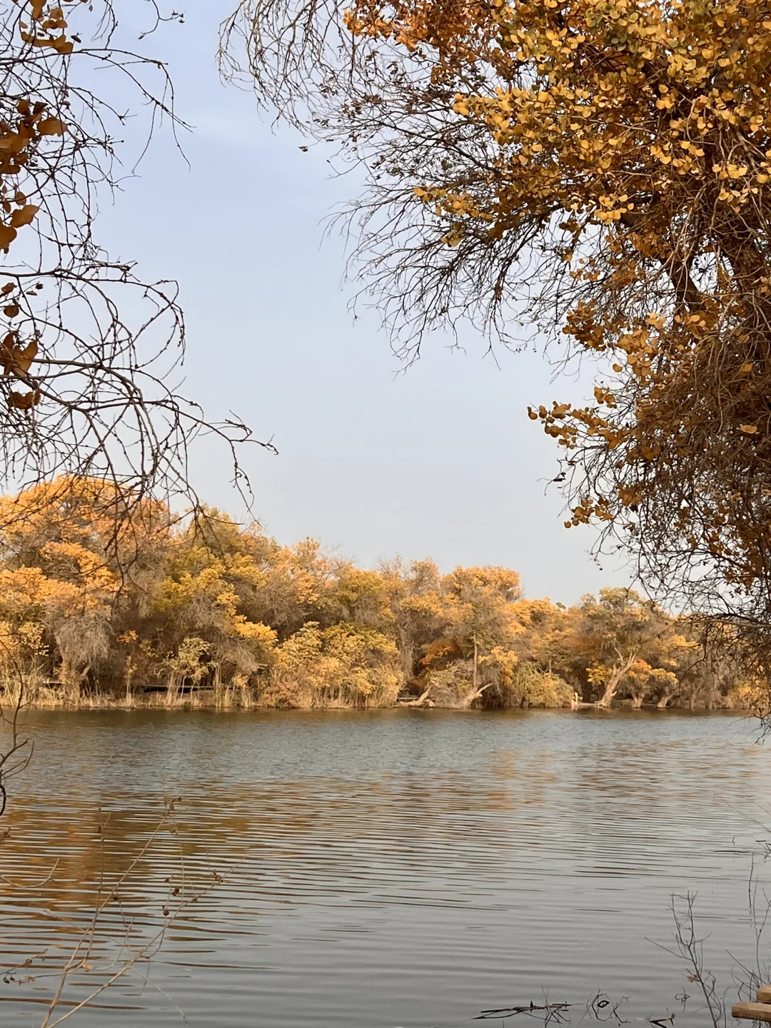 巴楚的红海景区胡杨林实拍live