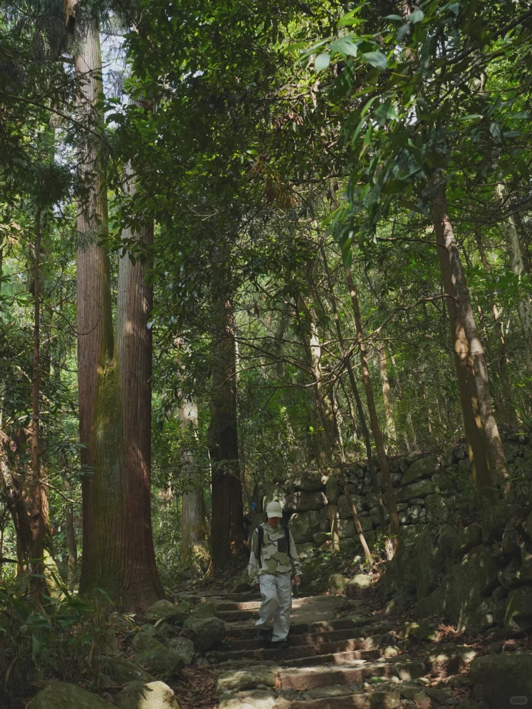 大树王国，拿下！