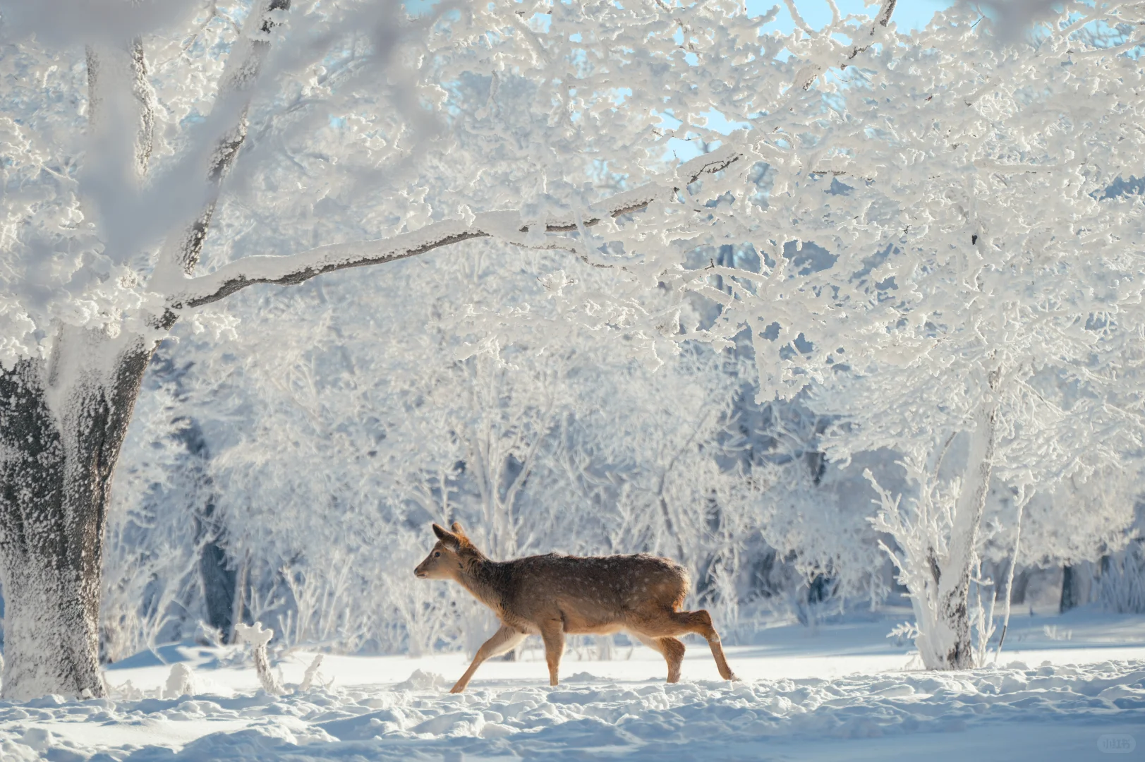 人这一辈子总要来吉林看一次雾凇吧❄