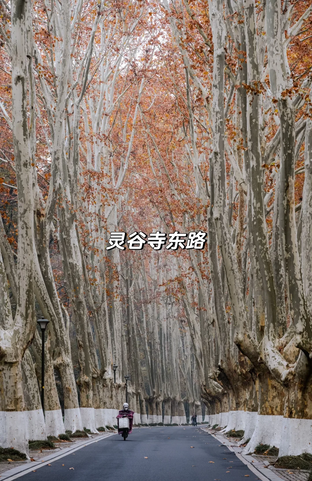 南京的秋天很绝，收好这15个机位拍到手软