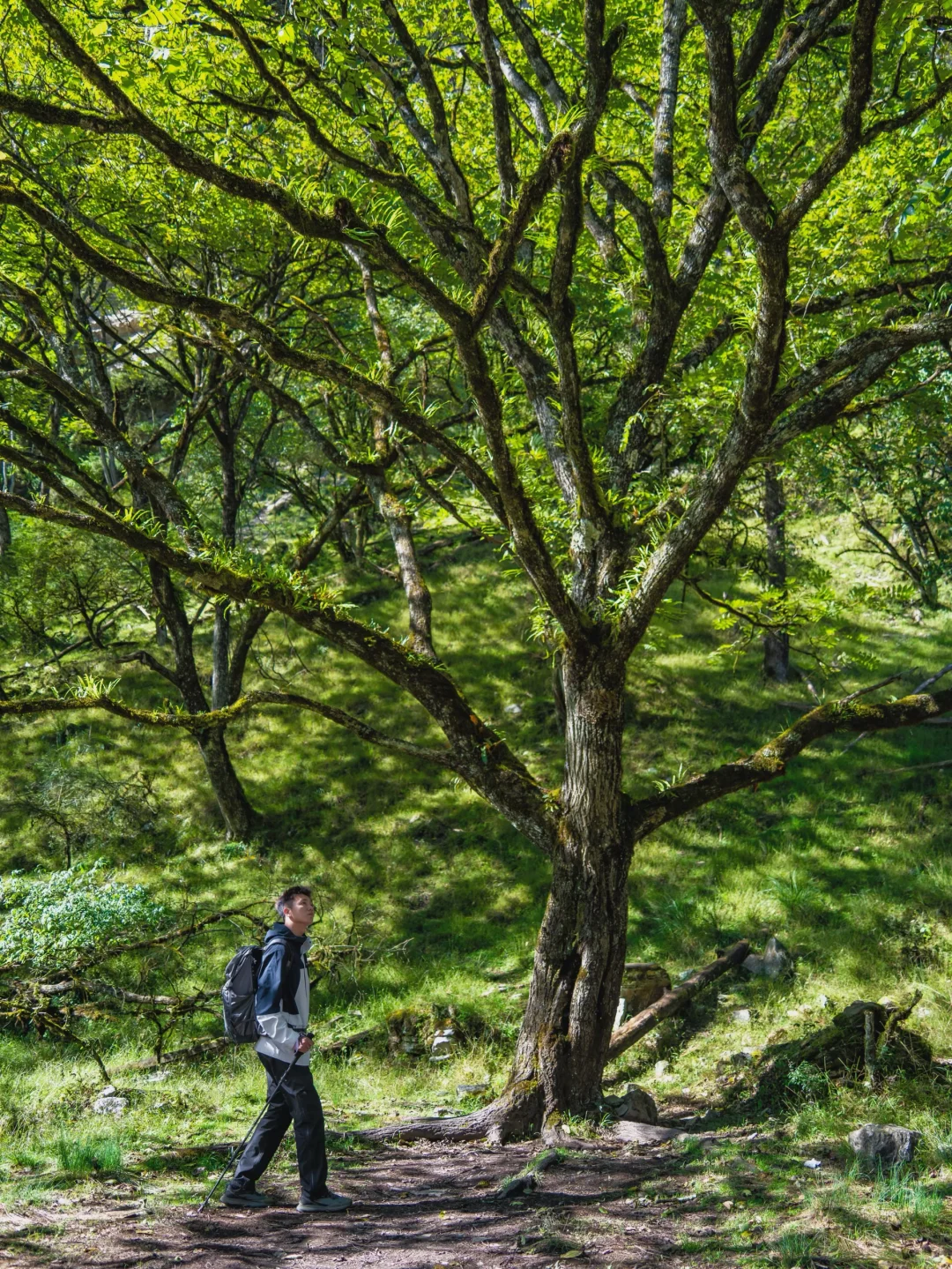 国庆反向旅游🍃成都出发3h抵达绿野仙踪