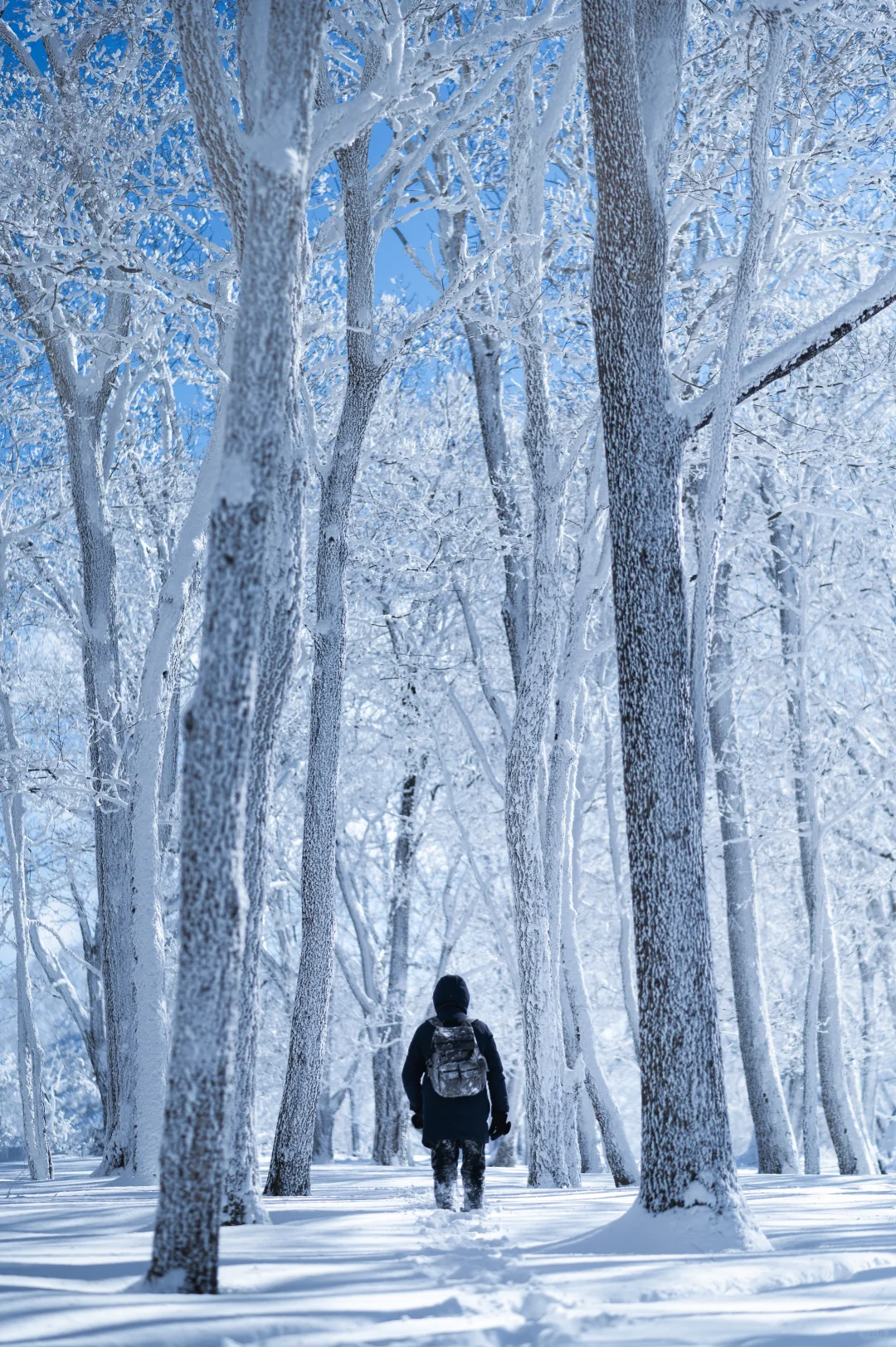 人这一辈子总要来吉林看一次雾凇吧❄